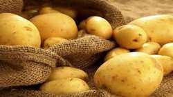 عرضه مستقیم سیب‌زمینی تنظیم بازار در نقاط مختلف پایتخت/ محدودیتی برای خرید وجود ندارد